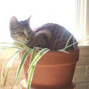 Meet your Posher, Laura